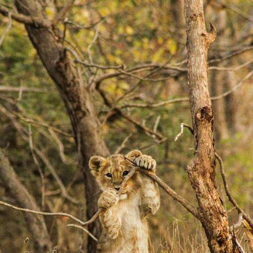 Simba