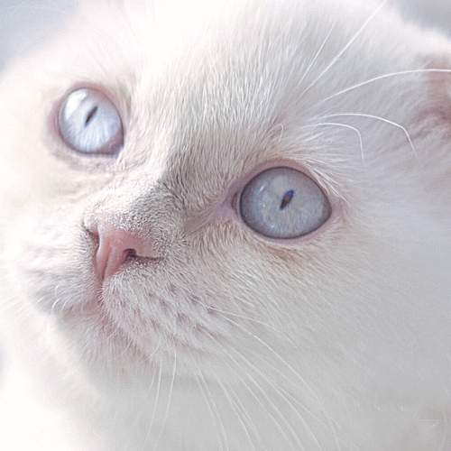 Freya.