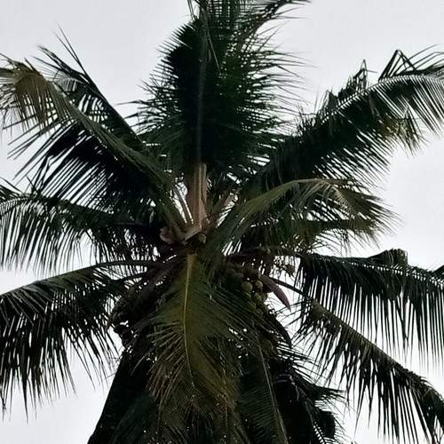Palm tree