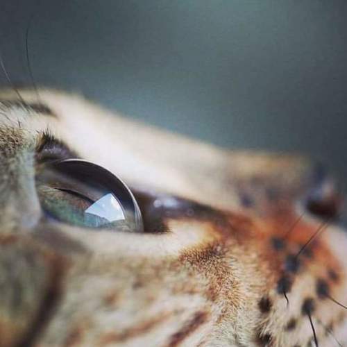 My cats best look