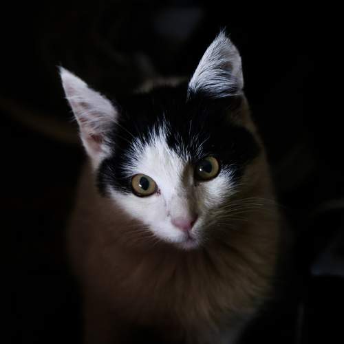 Gazing Cat