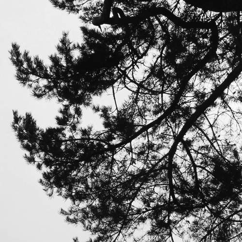 A couple under pines