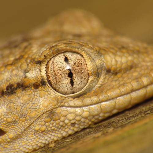 Tarentola mauritanica