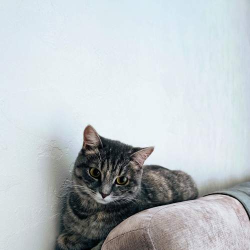 gray cat