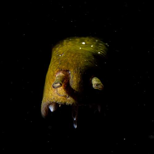 Fearful creature of the sea