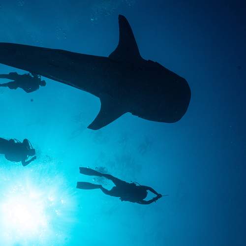 The joy of the sea