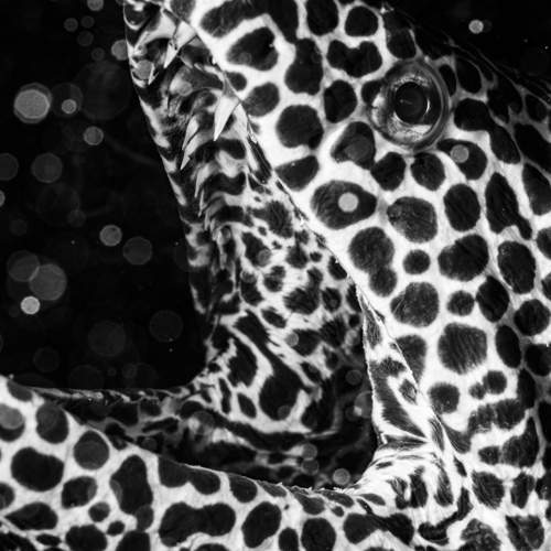 Muray eel in shadow