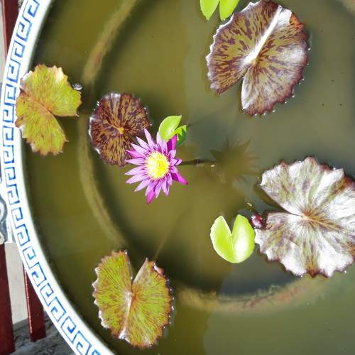 The lotus flower in Bangkok temple
