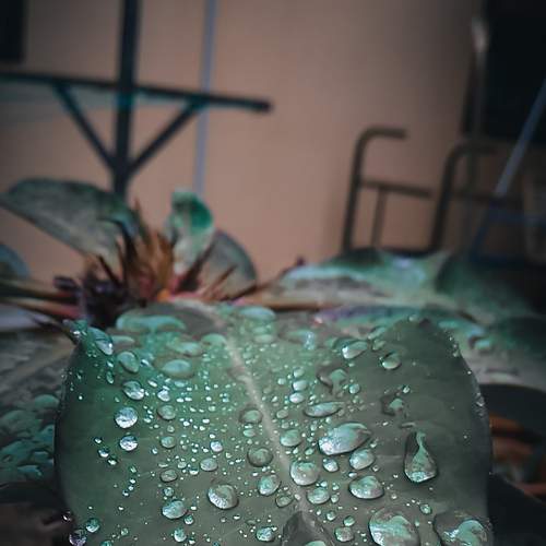 After Rain