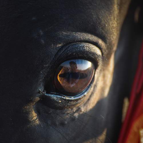 Eye