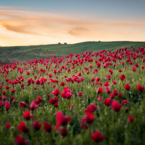 Tulips of Sicily