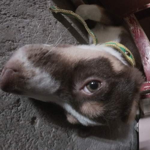 EYES