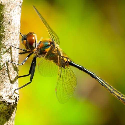 Forest Dragon