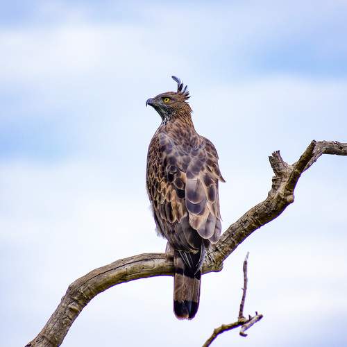 Indian Crowned eagle
