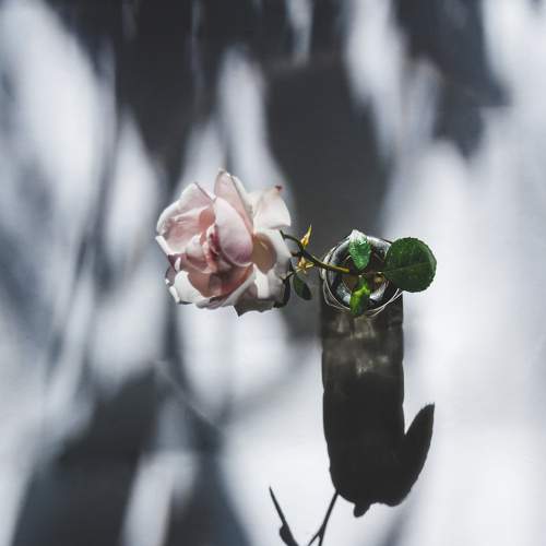 still life with shadows and a rose