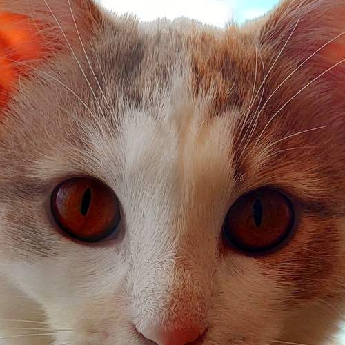 Photo #5779982