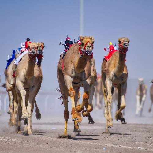 Vibrant camels about to cinch the victory
