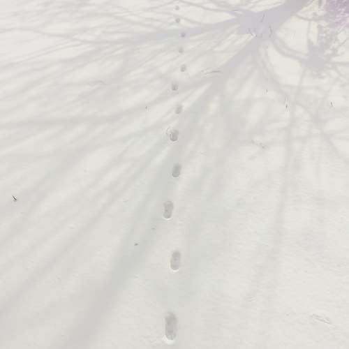 Shade of tree canopy on snow