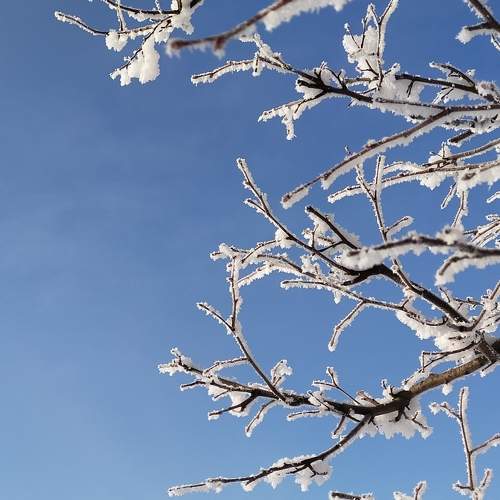 Winter cherry