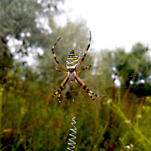 Wasp spider (Argiope bruennichi)