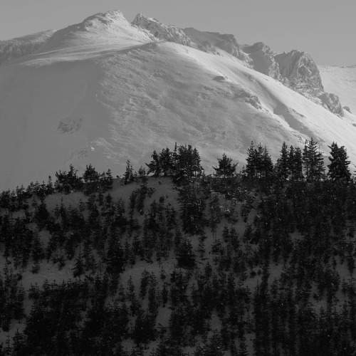 Mountain pines