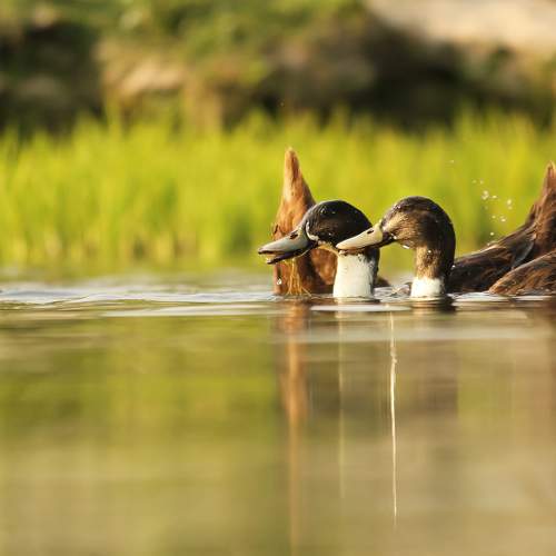 Duck in Action.