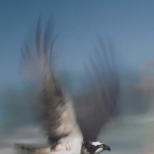 Photo #5788246