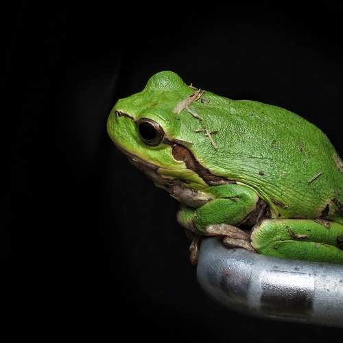 My personal Kermit