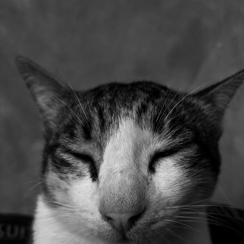 Photo #5793523