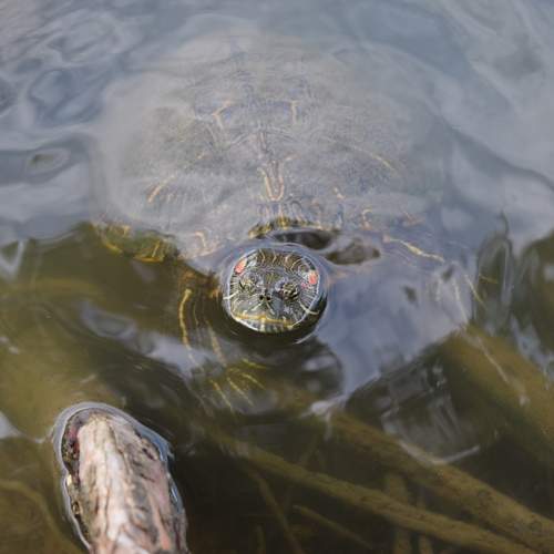 Photo #5795175