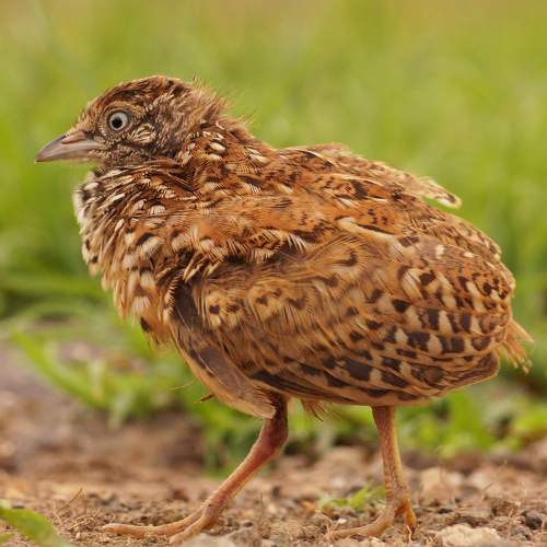 Small Button Quail
