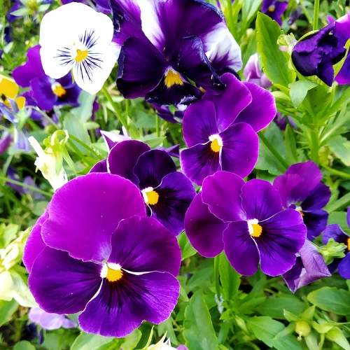 Purple eyes
