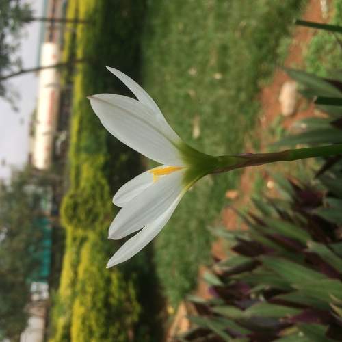 Crown Blossom
