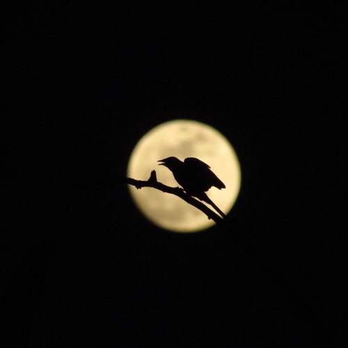 Into the moon