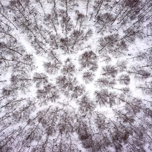 Winter Trees