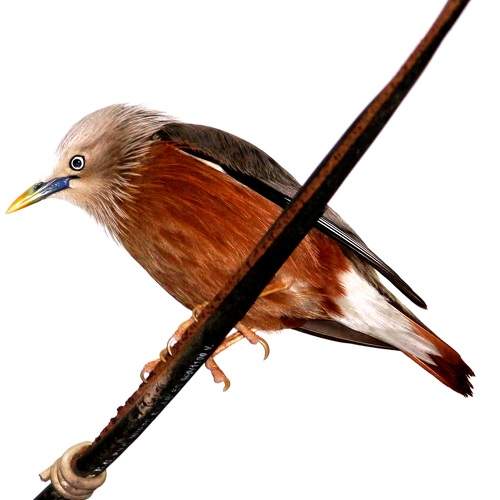 ID: Chestnut Tailed Starling