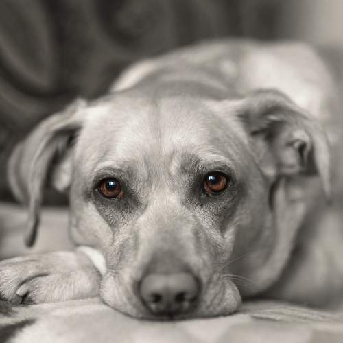 Pet's eyes