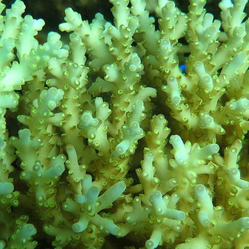 (M)acropora