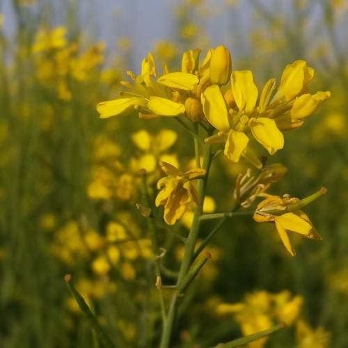 The beautiful flower of the service crop