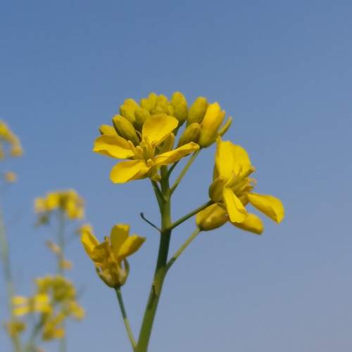 The beautiful flower of the service crop