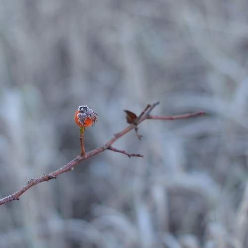 Шиповник в сахаре