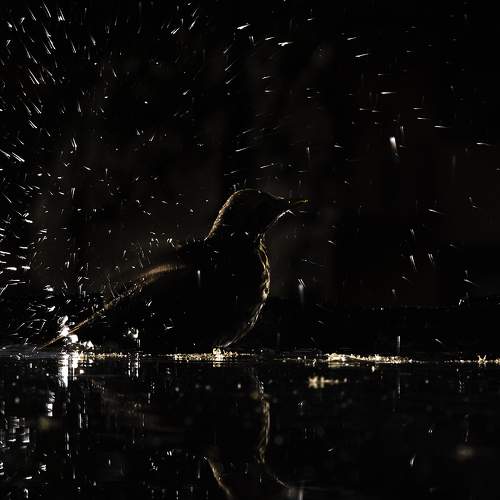 Thrush