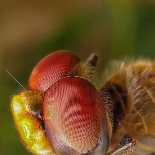 Photo #5812045