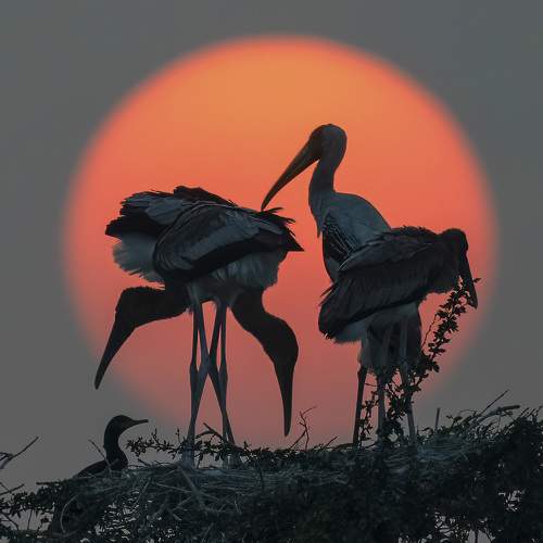 Evening Raga