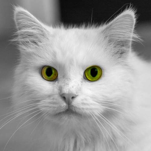 Photo #5813517