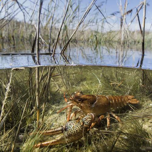 Crayfish