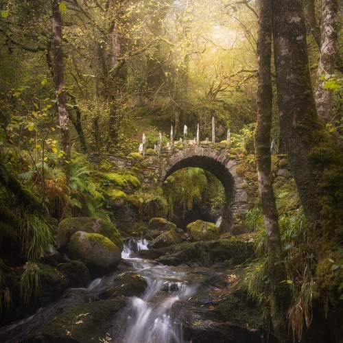 The Enchanted Forest