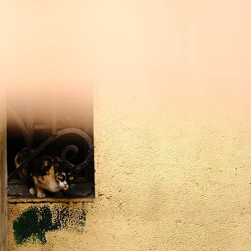 Feral Cat