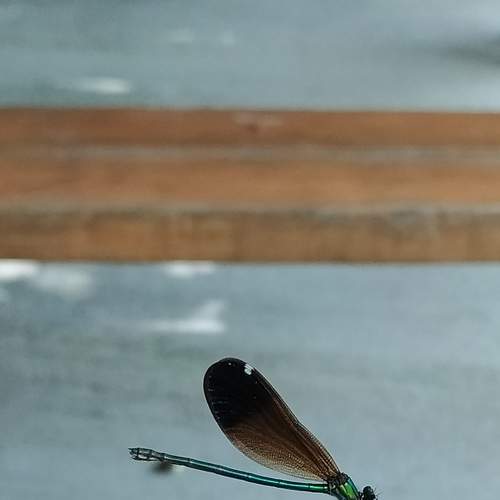 Photo #5817831