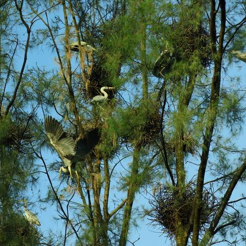 The Heron